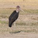 Marabou Stork.jpg